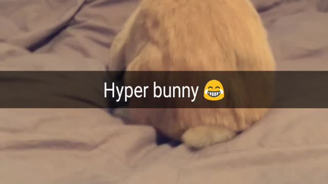 Hyper Bunny Bounces All Over