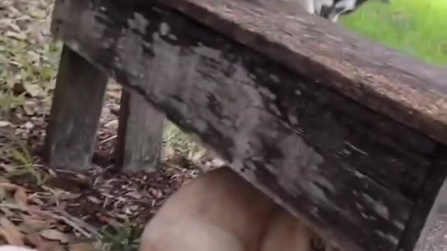 Two cats playing together on Bench