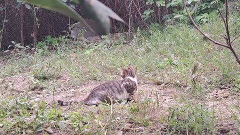 Cute cat resting after eating. Relaxing, Soothing cat video