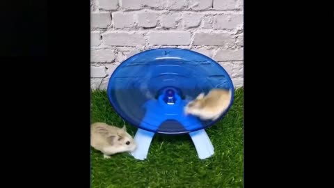 Cute and Funny animals hysteric