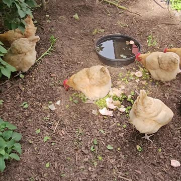 OMC! Bonus Bread and a Brownie! - Chickens - Hot day!🐔🔥😮#chickens #hens #shorts #relaxing #bonus