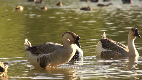 Swan washing in the pond