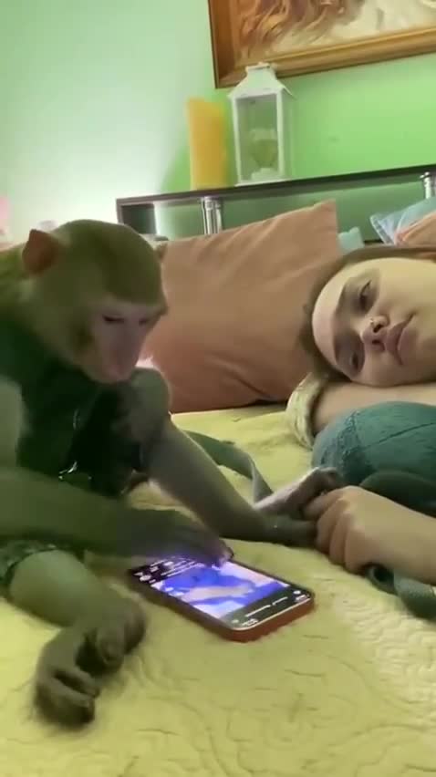 Monkey scrolling TikTok and watching Videos, Cute 😍