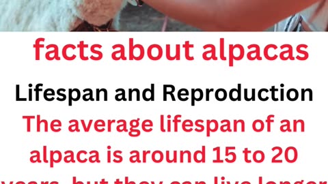 facts about alpacas...6/11