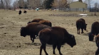 Fun on thr Farm - Our Herd Updated