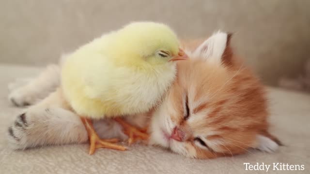 🐥 A kitten sleeps with a little chicken