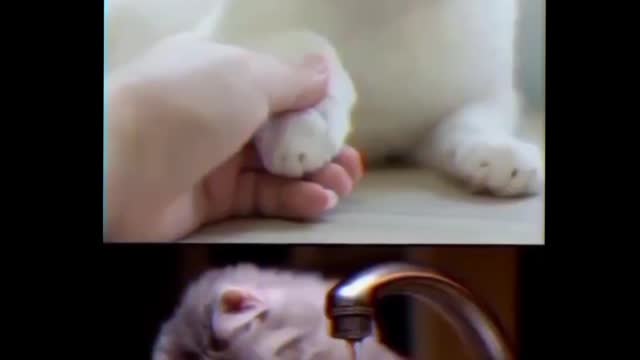 Sad reality 😔. Human -dirty animal.#pets #animals