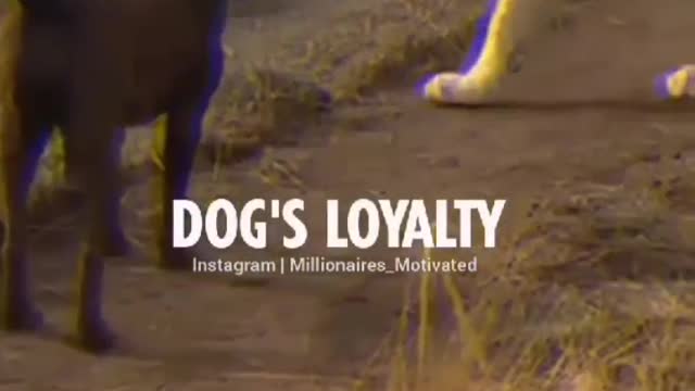 Loyality of dog