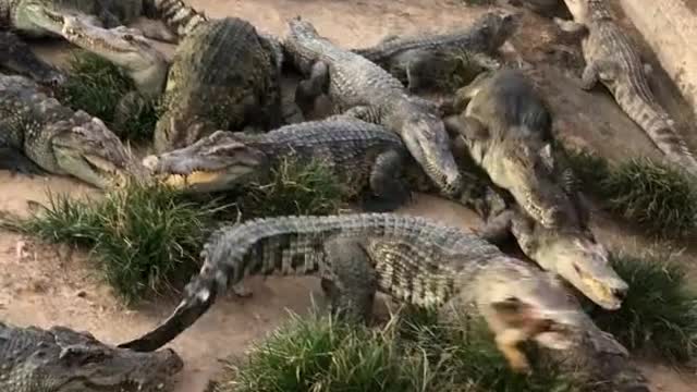 There are so many crocodiles there I threw something there