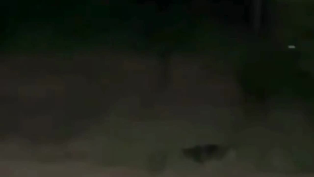Stalked by a Cryptid at 1 A.M.: Terrifying Encounter