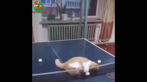 Awesome funny pets