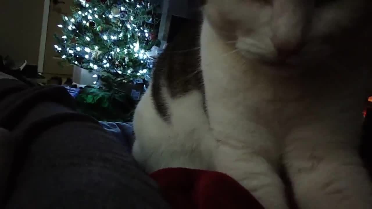 Cat gets cozy on Christmas morning