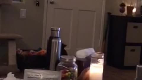 Black cat grabs door like a human
