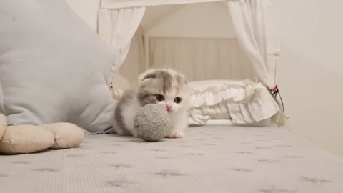 Cute short video little kitty