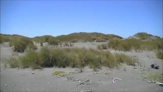 My dogs at Lake Earl Dunes