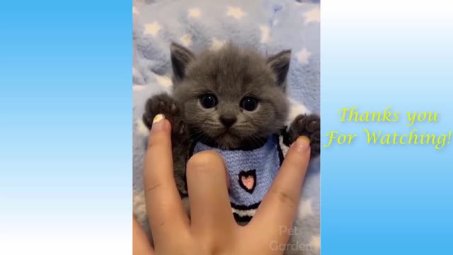 Cute Pets And Funny Animals Compilation