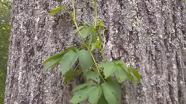 Virginia Creeper