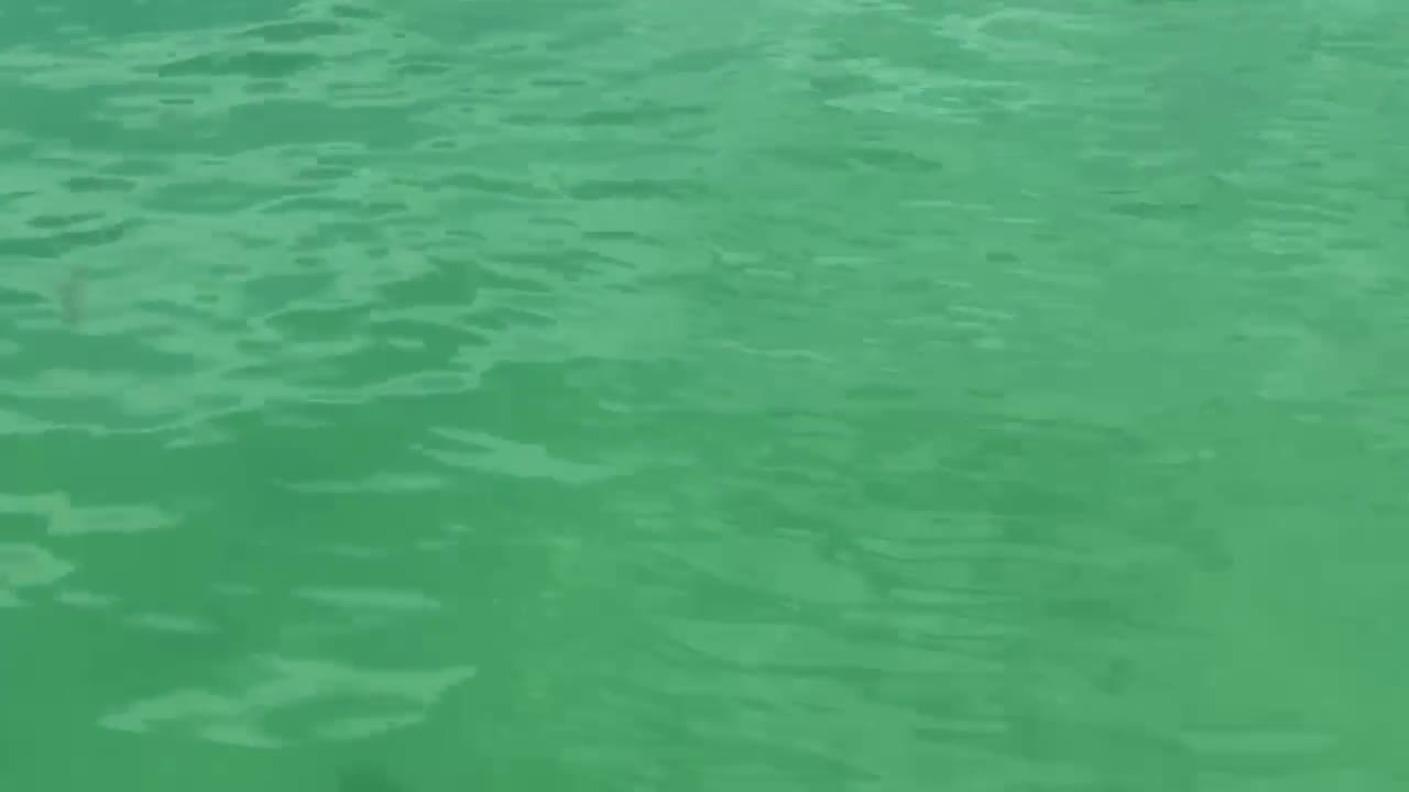 Something lurking in the water.