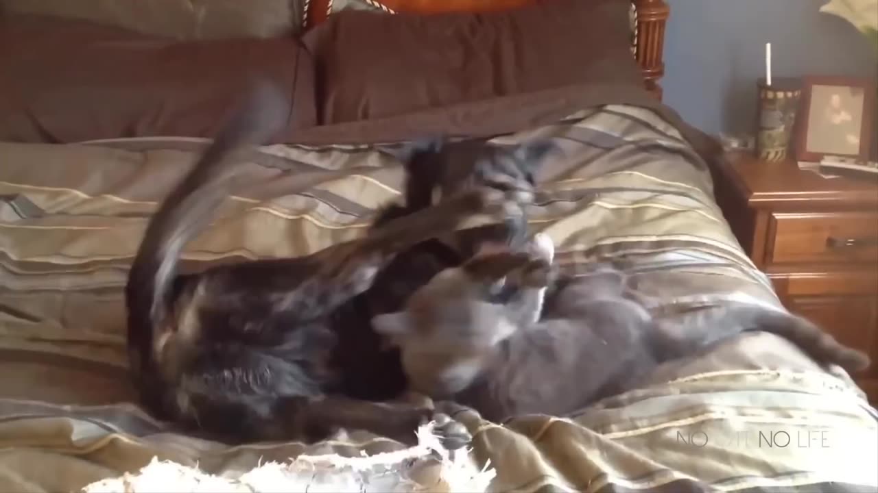 Funny Cats and Dogs Compilation