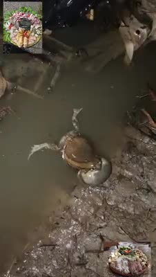 Ultimate CUTE and FUNNY Pet FROGS! - Toad