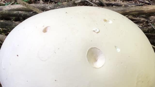 A Closer Acquaintance with the Giant Puffball