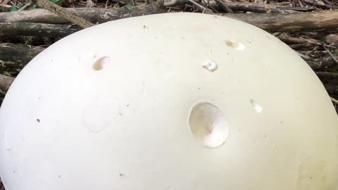 A Closer Acquaintance with the Giant Puffball