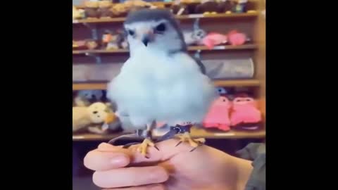 The Funniest and Cutest Animals 04