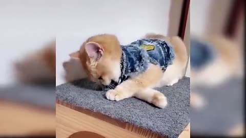 Beby animal-cats and fanny cats video😹😹#cats animal