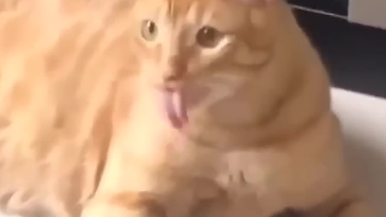 😍 The Cutest Pets: A Compilation You Need to See! Part14