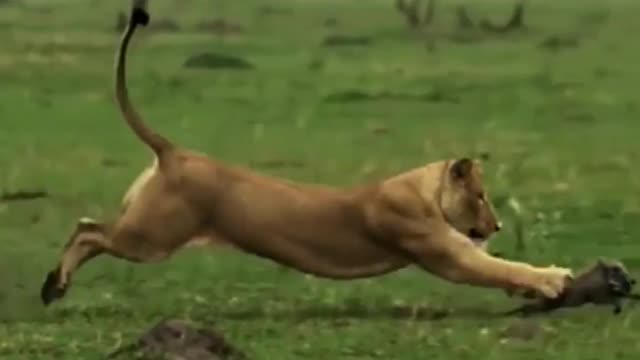 A lion catches a small warthog