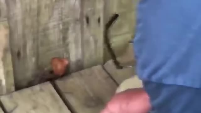 Rescuing A Hummingbird Stuck In A Spider Net! ❤
