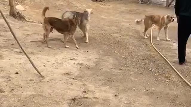Where did the third dog come from? Third dog mystery