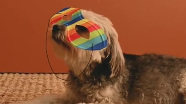 Funny dog ​​video with glasses 😂❤️