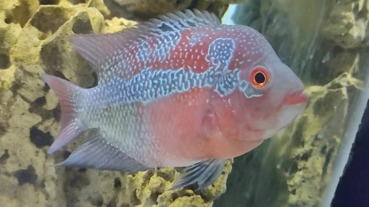 Famous Flowerhorn fish || Flowerhorn fish || Beautiful Flowerhorn fish || Sakkarbaug Fish Aquarium