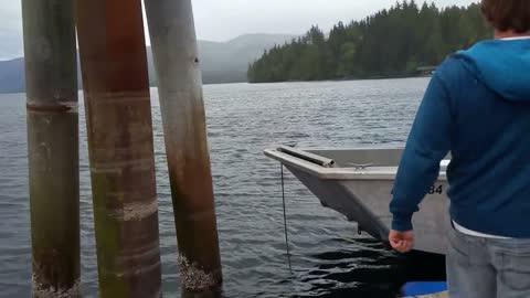 Whale Bubble Feeding in Ketchikan, Alaska