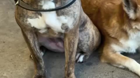 Two dogs waiting for their owner in front of Walmart