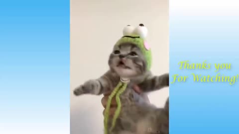 Top funny cat videos (Try not to laugh)