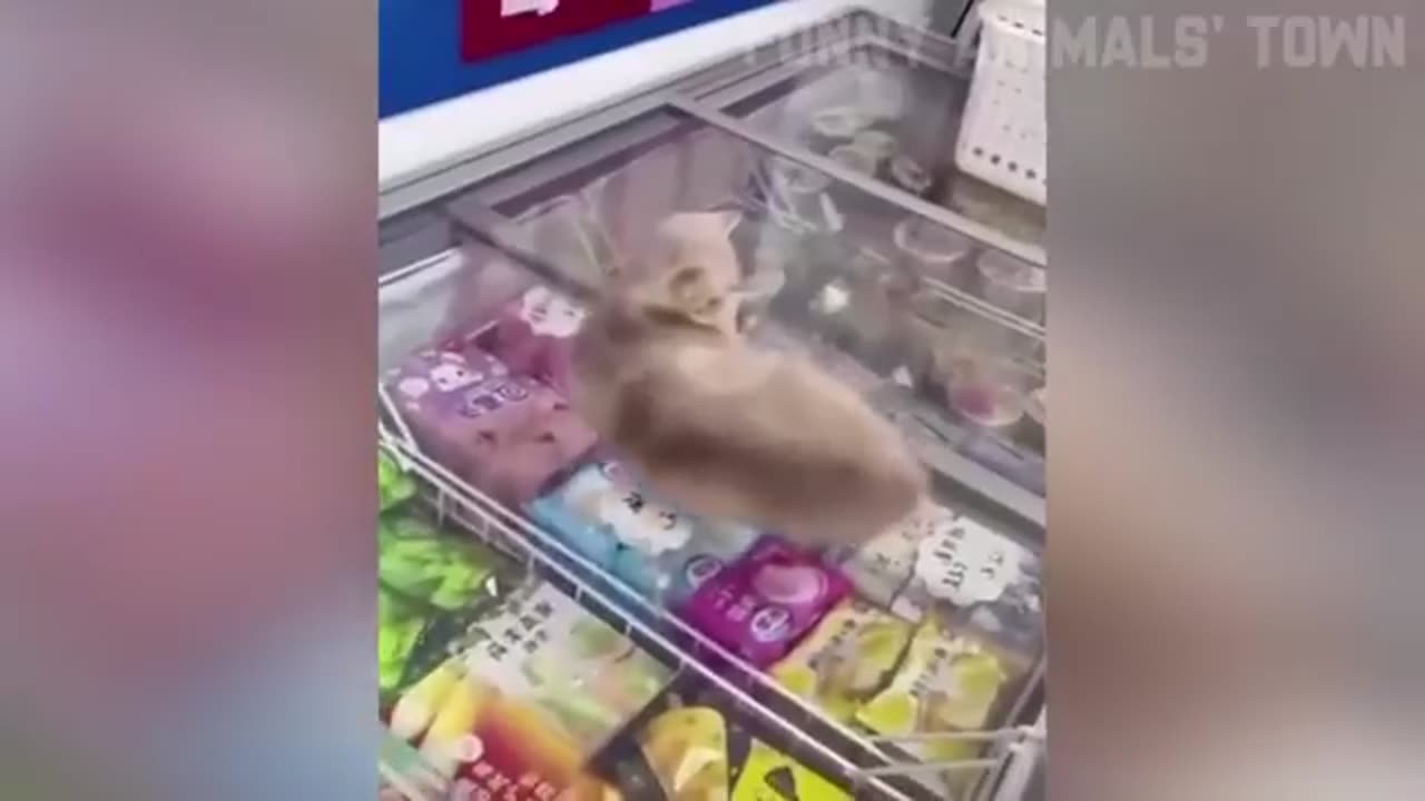 animals