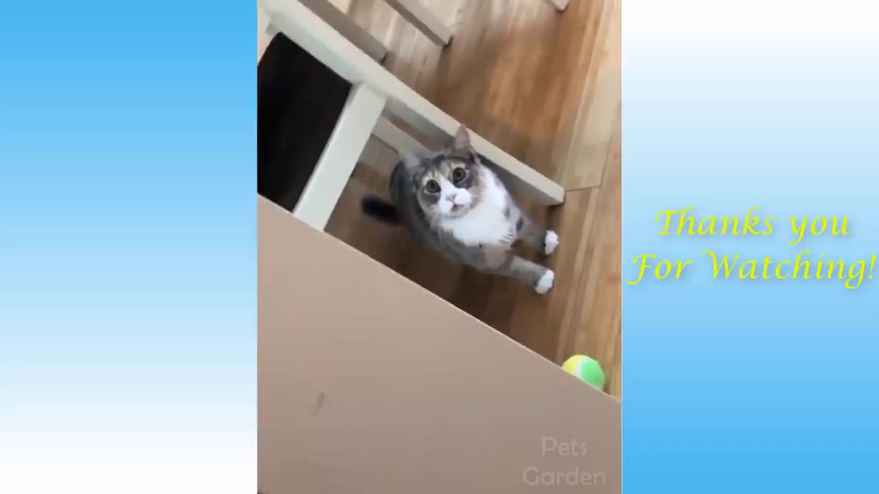 Funny and cute cat's life and owner are the best friends videos