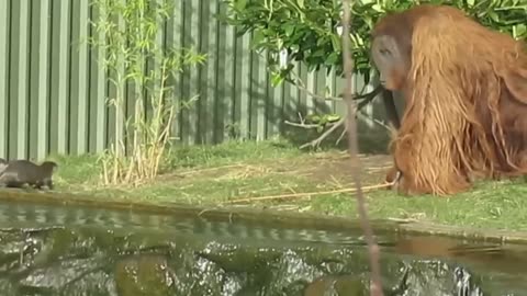 The Funniest Animal Videos of 2024 😁 😁Funny Dogs and Cats Make You Unable To Stop Laughing😻🐶