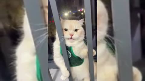 Cute & Funny Animals Videos 🐕‍🦺 Pets, Dogs, 🐱 Cats Compilation #pets #animals #cat #dog