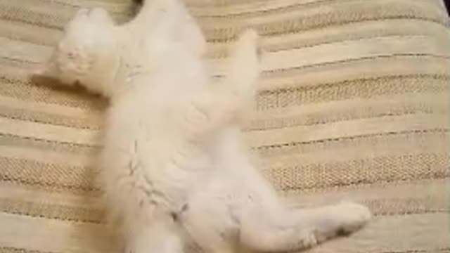 Two cats