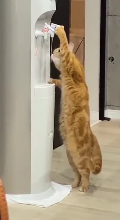 Intelligent Cat- funny meme