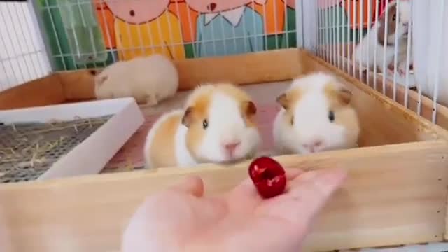 Nice funny animal video you see