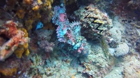 Diving In Mozambique Discovering Fish With Mask and Snorkel