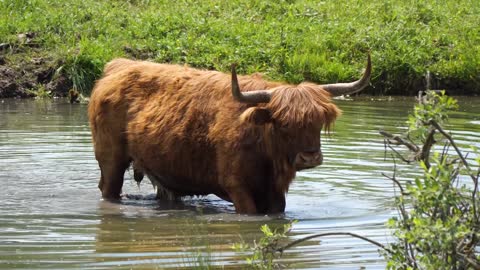 highland cattle