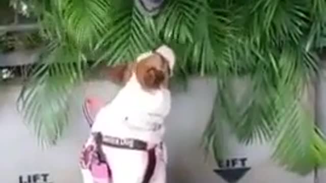 funny animal funny dog