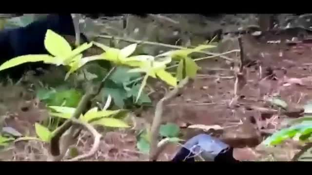 Challenge between dogs and snakes