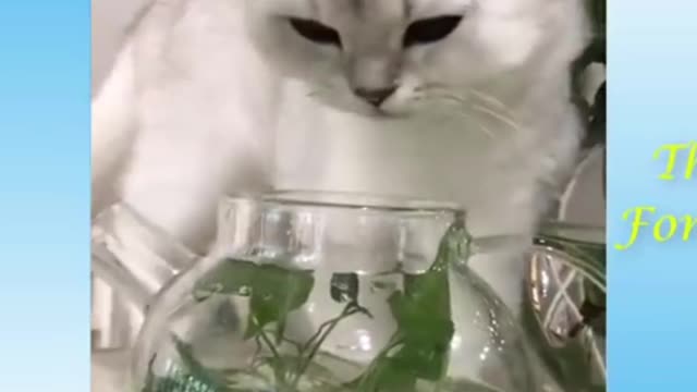 Funny cat
