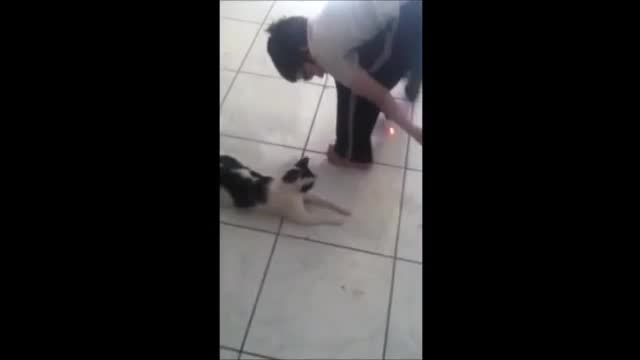Cat Vs Laser pointer